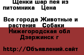 Щенки шар-пея из питомника › Цена ­ 15 000 - Все города Животные и растения » Собаки   . Нижегородская обл.,Дзержинск г.